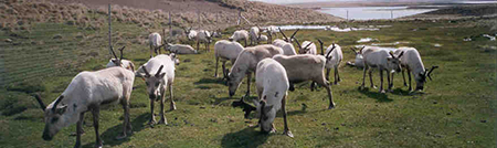 Reindeer Falkland Islands